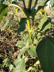 Helianthus annuus
