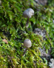 Mycena pseudocorticola