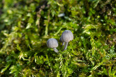 Mycena pseudocorticola