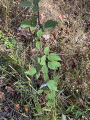 Rubus occidentalis