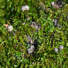 Mycena pseudocorticola