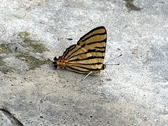 Dodona adonira