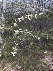 Mimosa tenuiflora