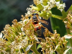 Euodynerus annulatus