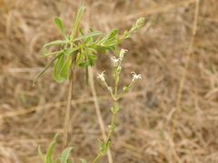 Silene wolgensis