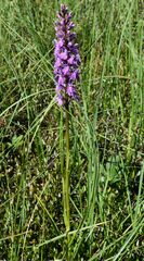 Dactylorhiza