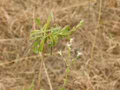 Silene wolgensis