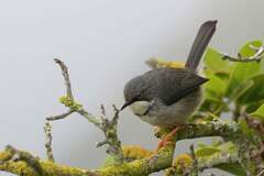 Apalis thoracica