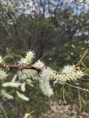 Mimosa tenuiflora