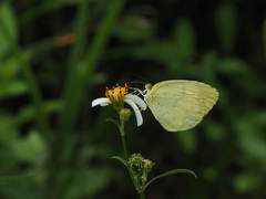 Eurema blanda arsakia