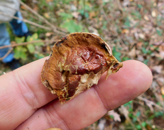 Hapalopilus rutilans