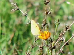 Colias croceus