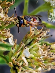 Euodynerus annulatus