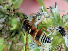 Euodynerus annulatus