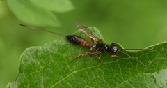Xoridinae