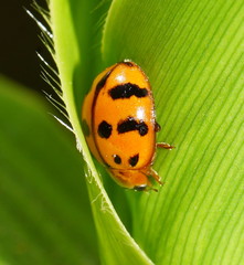 Harmonia octomaculata