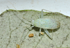 Phytocoris delicatulus