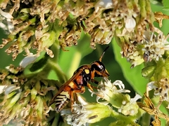 Euodynerus annulatus