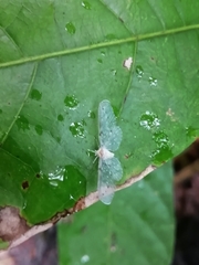 Paramysidia