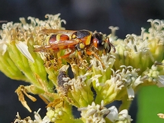 Euodynerus annulatus