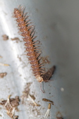 Polydesmus