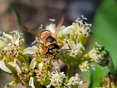 Euodynerus annulatus