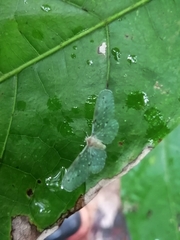 Paramysidia