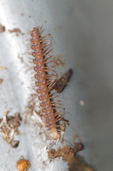 Polydesmus