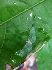 Paramysidia
