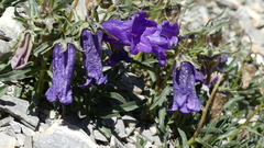 Campanula alpestris