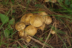 Suillus sibiricus