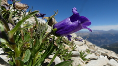 Campanula alpestris