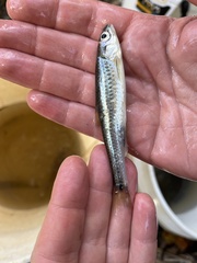 Notropis hudsonius