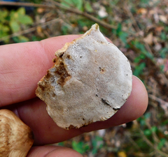 Hapalopilus rutilans