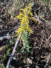 Solidago
