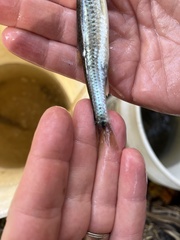 Notropis hudsonius