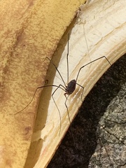 Sclerosomatidae