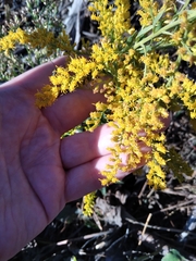 Solidago