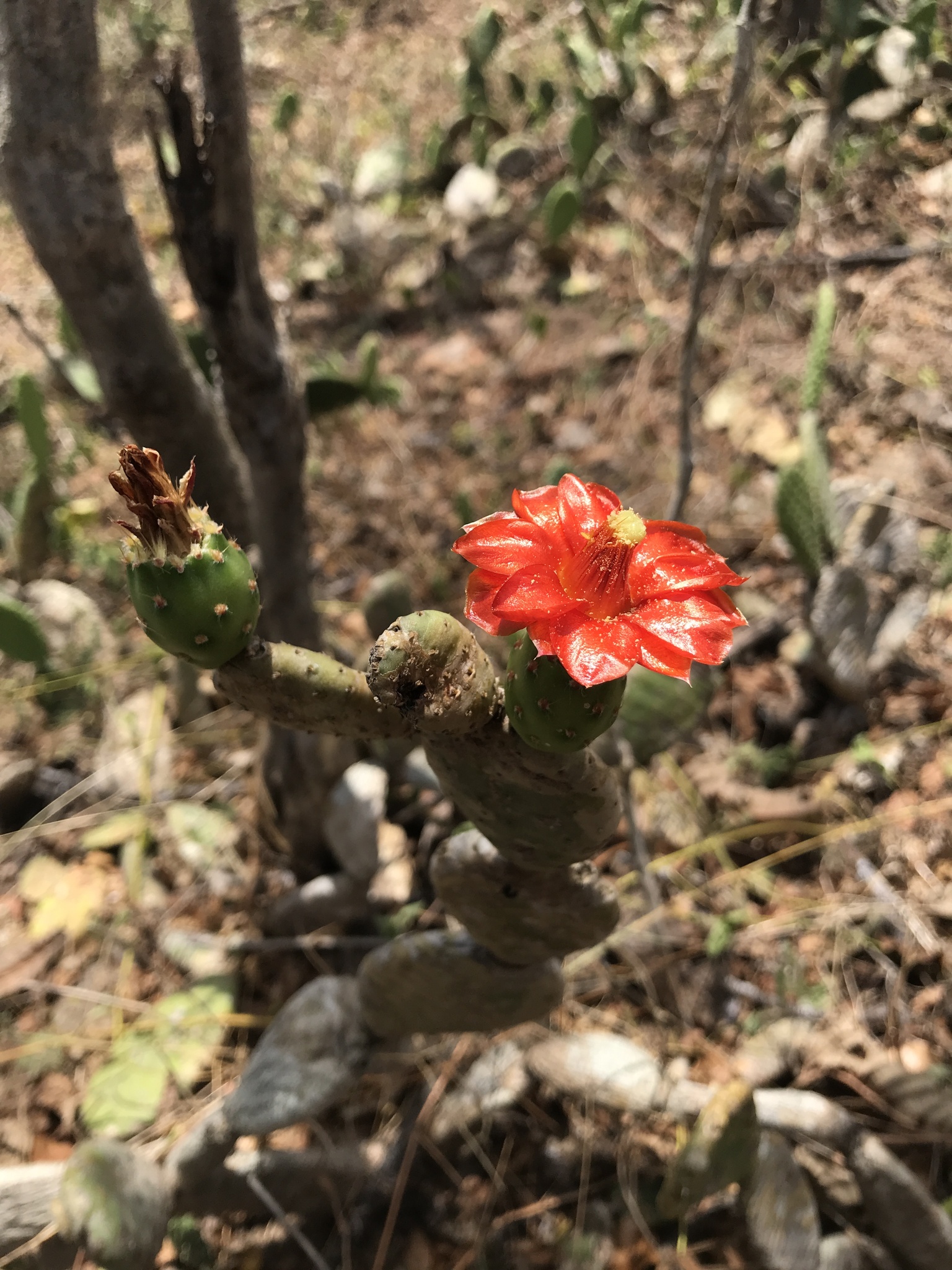 Tacinga subcylindrica