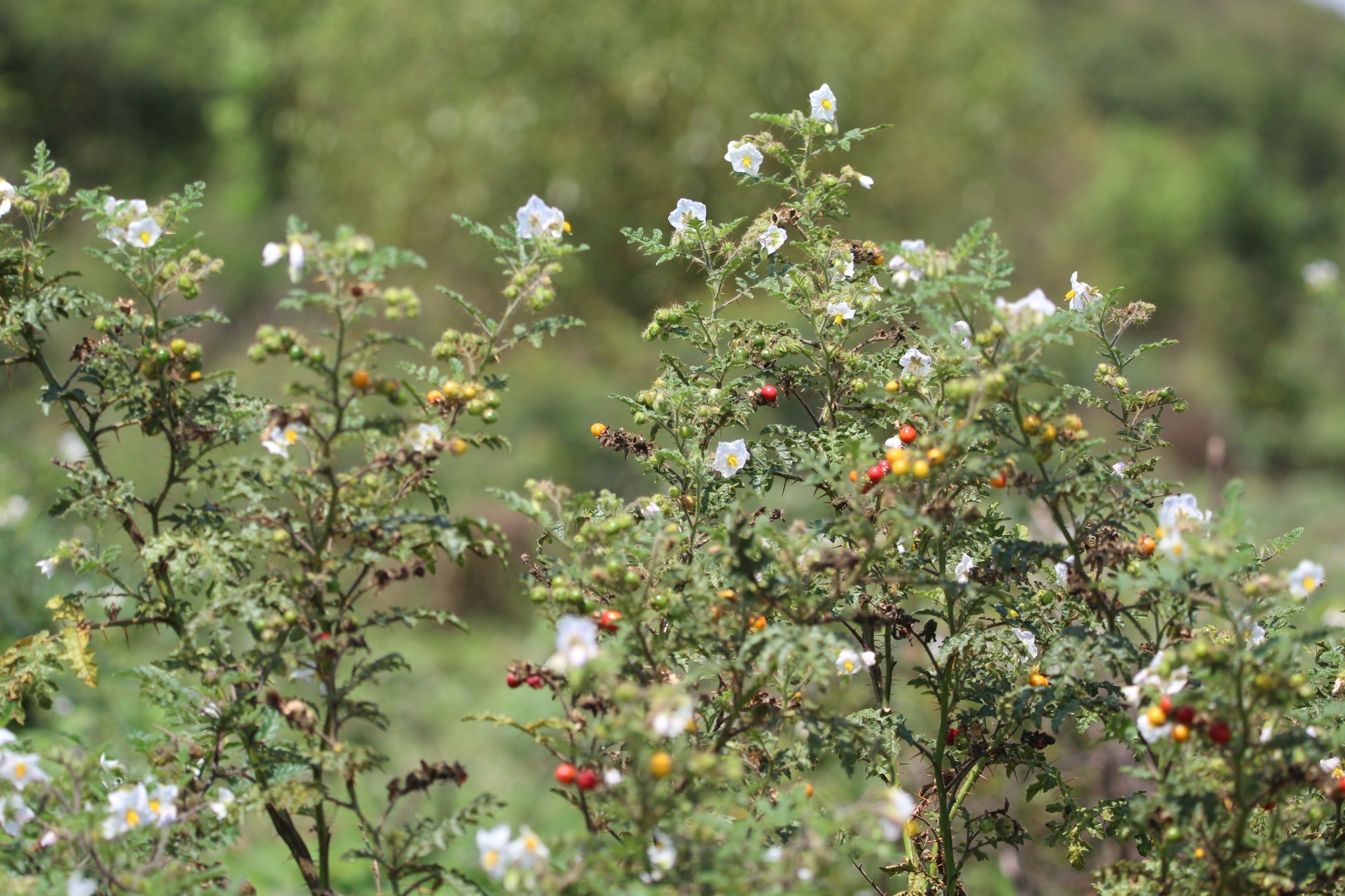 Solanum sisymbriifolium