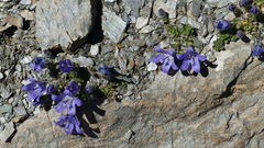 Campanula cenisia