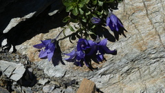 Campanula cenisia