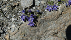 Campanula cenisia