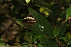 Neorina patria