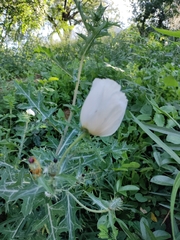 Argemone albiflora