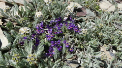 Linaria alpina