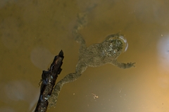 Bombina variegata