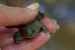 Bombina variegata