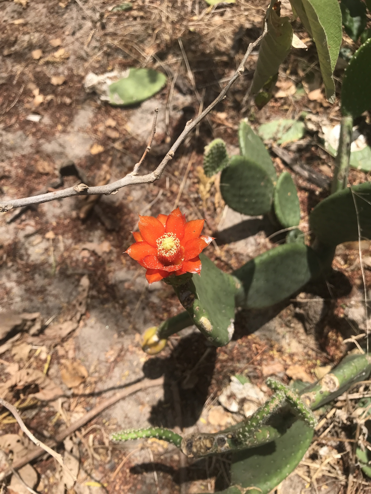 Tacinga inamoena
