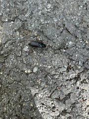 Harpalus pensylvanicus